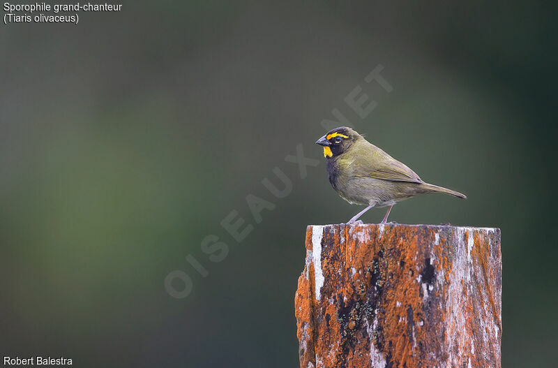 Yellow-faced Grassquit male