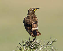 Pied Starling
