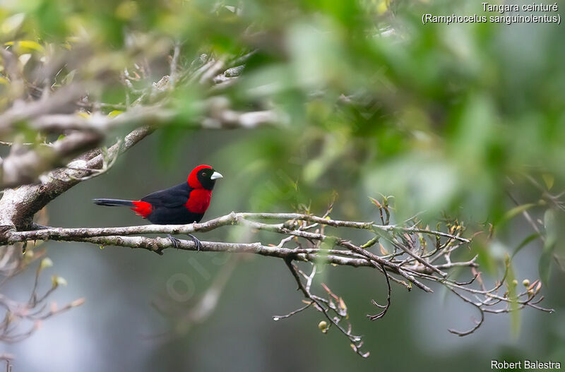 Crimson-collared Tanager male