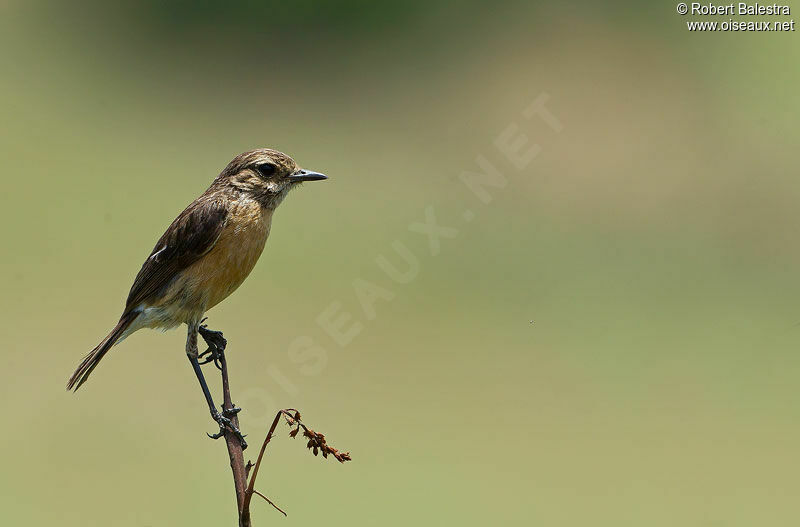 African Stonechat female adult