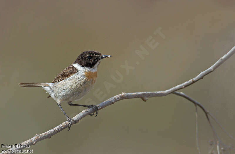 Canary Islands Stonechat male adult, identification