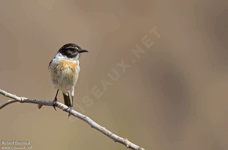 Canary Islands Stonechat male adult, close-up portrait
