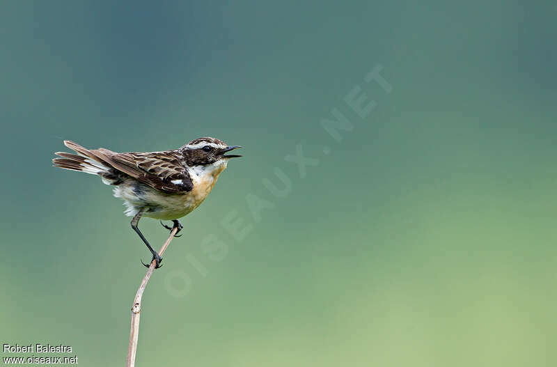 Whinchat male adult breeding, song