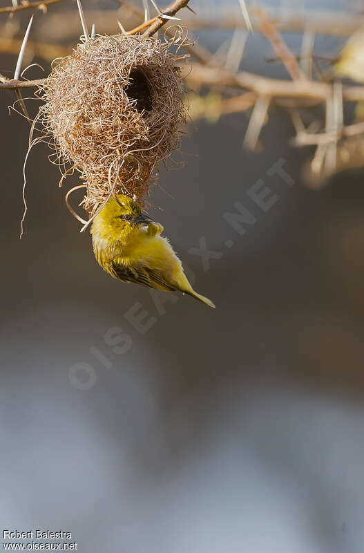 Spectacled Weaver female adult, Reproduction-nesting