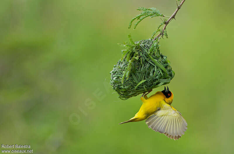Southern Masked Weaver male adult breeding, pigmentation, Reproduction-nesting, Behaviour
