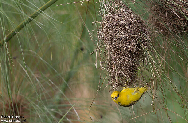 Slender-billed Weaver female adult, Reproduction-nesting