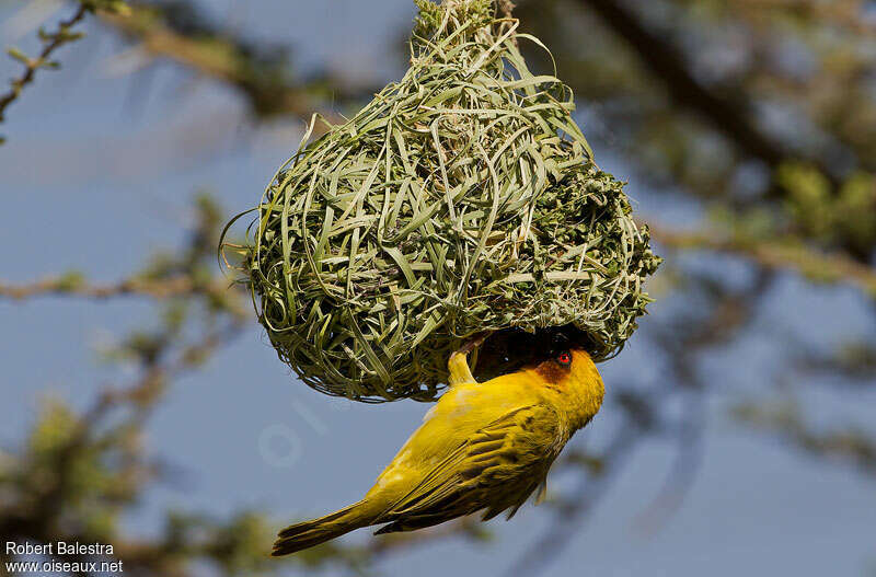 Rüppell's Weaver male adult, Reproduction-nesting