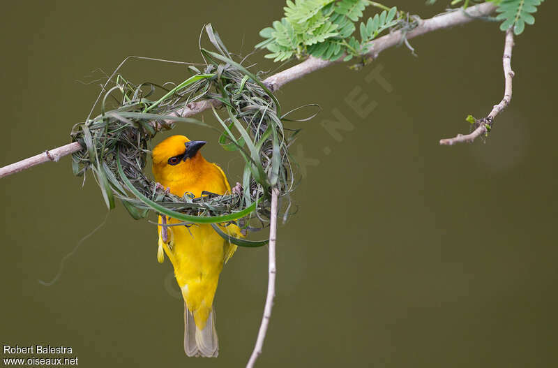 Orange Weaver male adult breeding, pigmentation, Reproduction-nesting