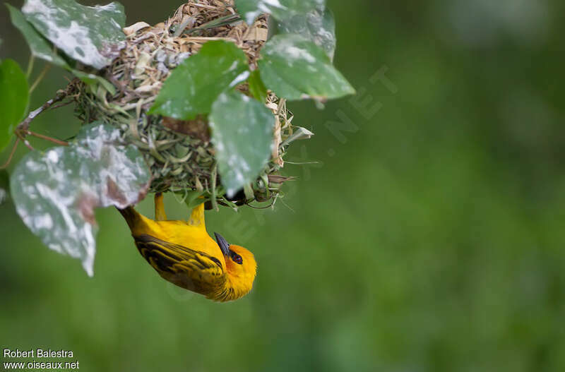 Orange Weaver male adult breeding, Reproduction-nesting