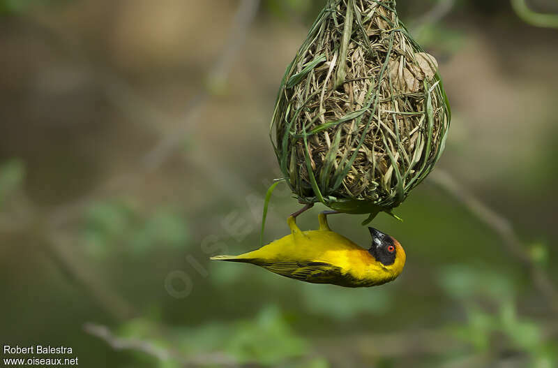 Vitelline Masked Weaver male adult breeding, Reproduction-nesting