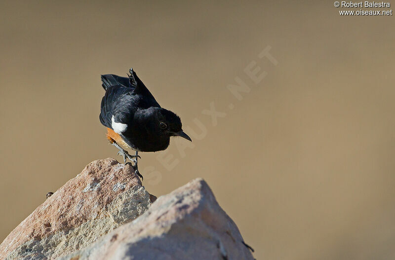 Mocking Cliff Chat male