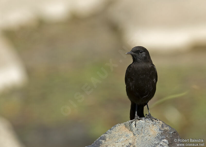 Rüppell's Black Chat