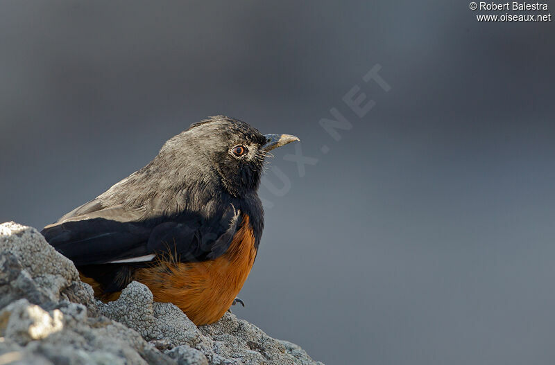 White-winged Cliff Chat male