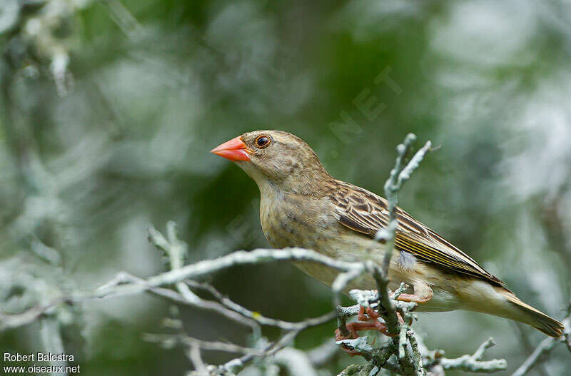 Red-billed Quelea female adult, identification