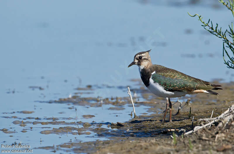 Northern Lapwing female Second year, identification