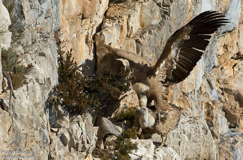 Griffon Vultureadult, mating., Behaviour
