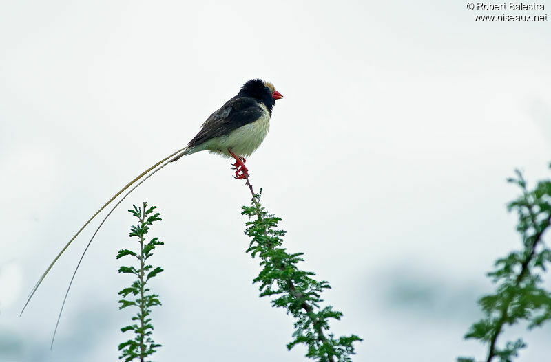 Straw-tailed Whydah male adult