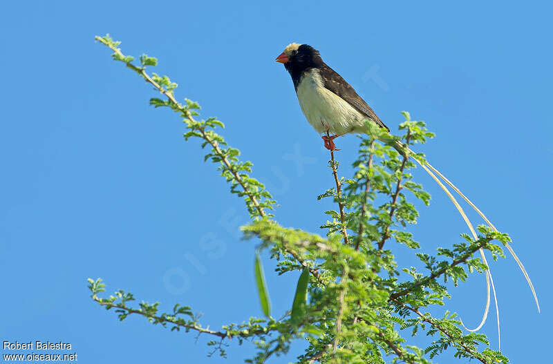 Straw-tailed Whydah male adult breeding, identification