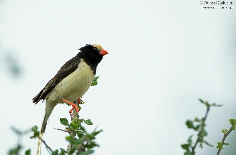 Straw-tailed Whydah male adult