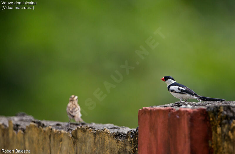 Pin-tailed Whydahadult