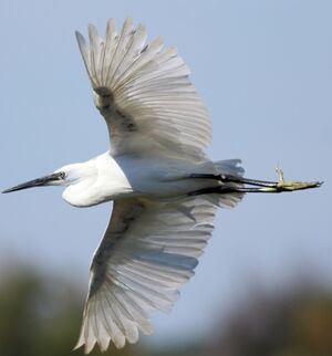 Aigrette garzette