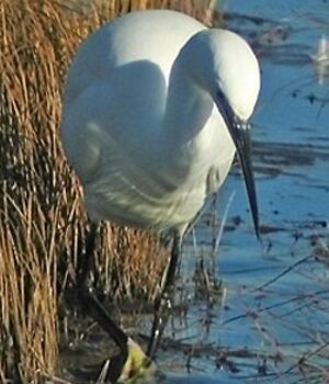 Aigrette garzette