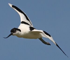 Pied Avocet 
&copy; Robert Hendrick