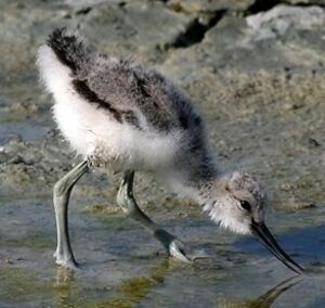 Pied Avocet 
&copy; Robert Hendrick