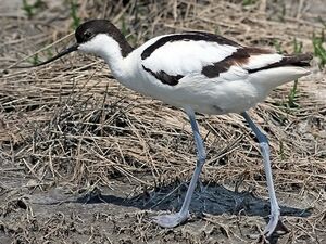 Avocette �l�gante 
&copy; Robert Hendrick