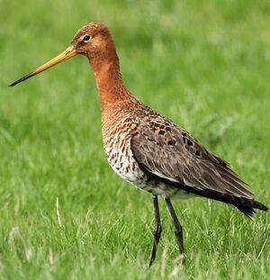 Black-tailed Godwit 
&copy; Robert Hendrick