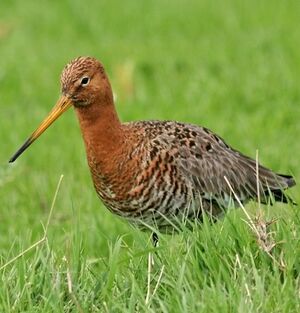 Black-tailed Godwit 
&copy; Robert Hendrick
