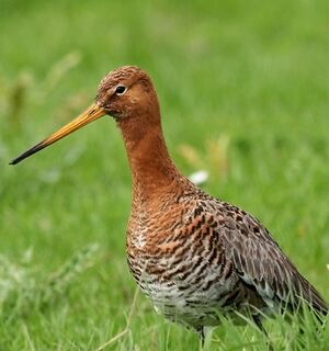 Black-tailed Godwit 
&copy; Robert Hendrick