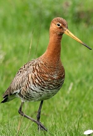 Black-tailed Godwit 
&copy; Robert Hendrick