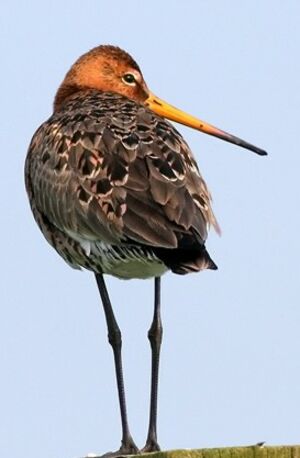 Black-tailed Godwit 
&copy; Robert Hendrick