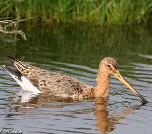 Black-tailed Godwit 
&copy; Robert Hendrick