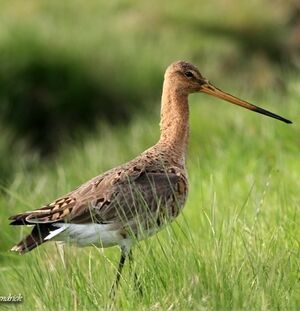 Black-tailed Godwit 
&copy; Robert Hendrick