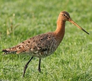 Black-tailed Godwit 
&copy; Robert Hendrick