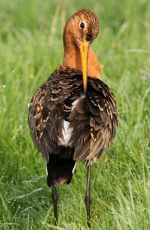 Black-tailed Godwit 
&copy; Robert Hendrick