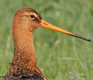 Black-tailed Godwit 
&copy; Robert Hendrick