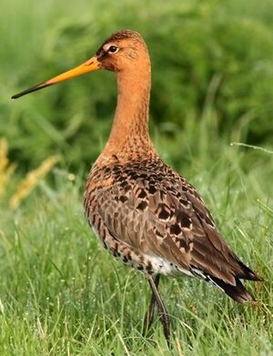 Black-tailed Godwit 
&copy; Robert Hendrick