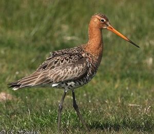 Black-tailed Godwit 
&copy; Robert Hendrick