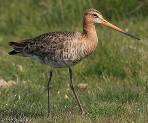 Black-tailed Godwit 
&copy; Robert Hendrick