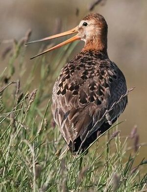 Black-tailed Godwit 
&copy; Robert Hendrick