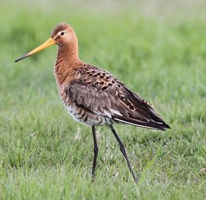 Black-tailed Godwit 
&copy; Robert Hendrick