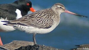 Bar-tailed Godwit 
&copy; Robert Hendrick