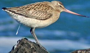 Bar-tailed Godwit 
&copy; Robert Hendrick