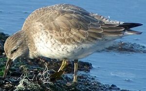 Red Knot