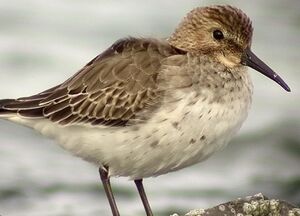 Dunlin 
&copy; Robert Hendrick