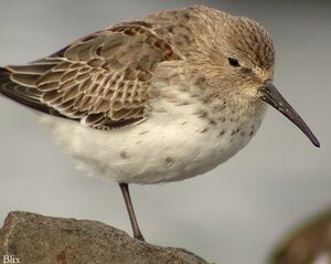 Dunlin 
&copy; Robert Hendrick