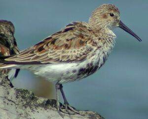 Dunlin 
&copy; Robert Hendrick